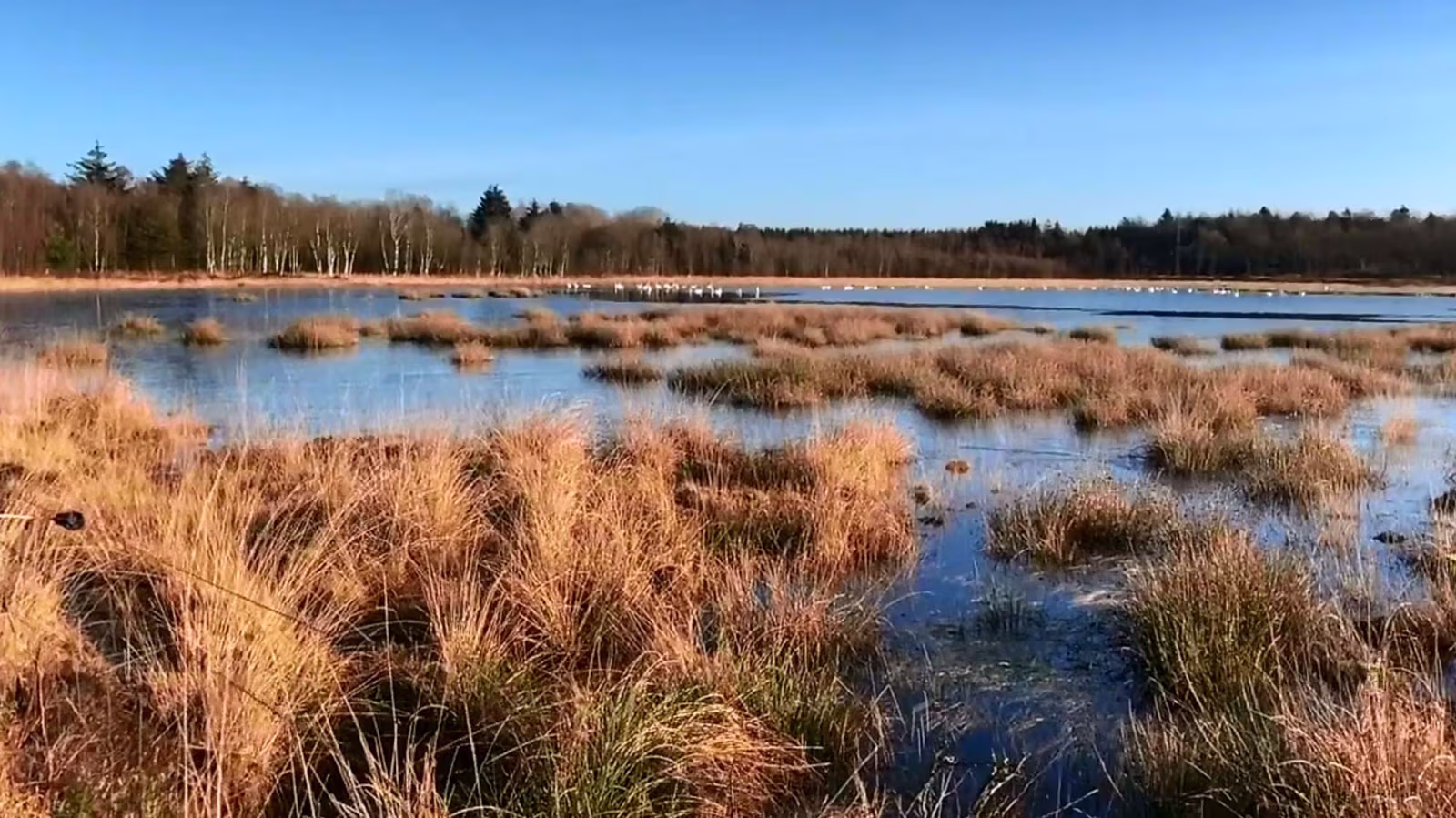 Svanernes paradis