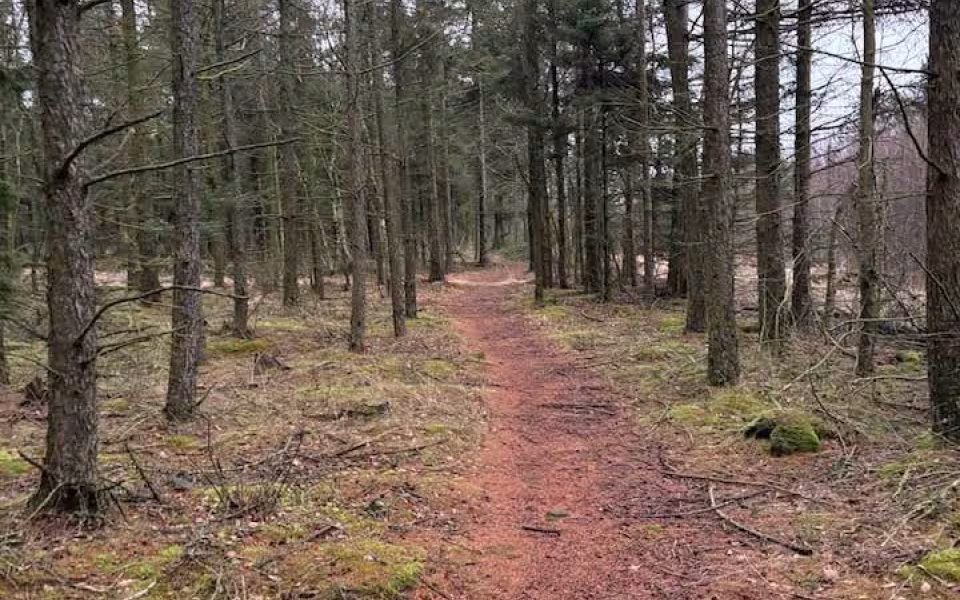 Tistrup tager på skovvandring tirsdag