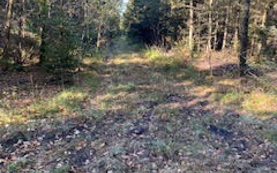 Ølgod Byskovs Venner opfordre til en gåtur i Byskoven, lige nu giver løvfald flotte farver og nye oplevelser.