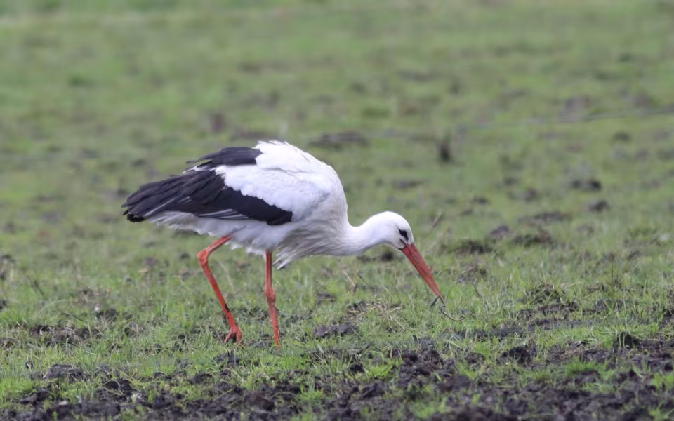 Storken besøger Outrup