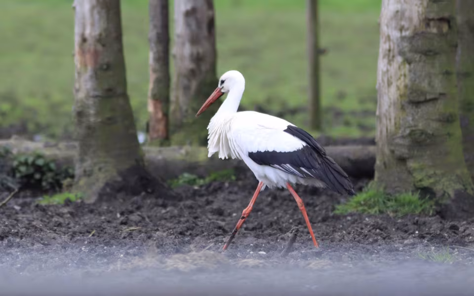 Storken besøger Outrup
