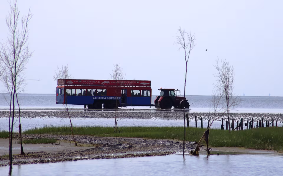 Vadehavsbus trukket af traktor gennem lavt vand på Mandø Ebbevej