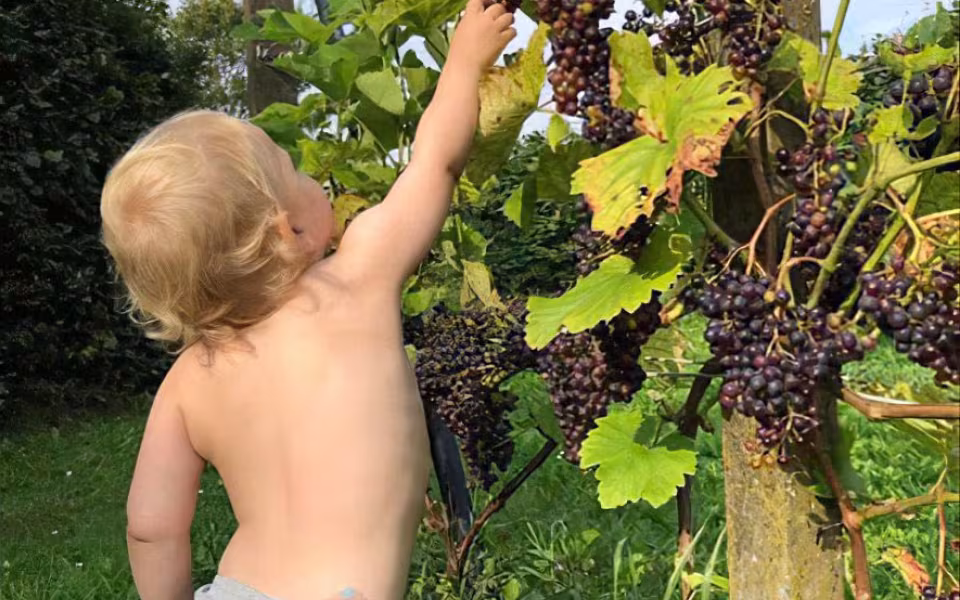Vinmark udlejes – du laver vinen
