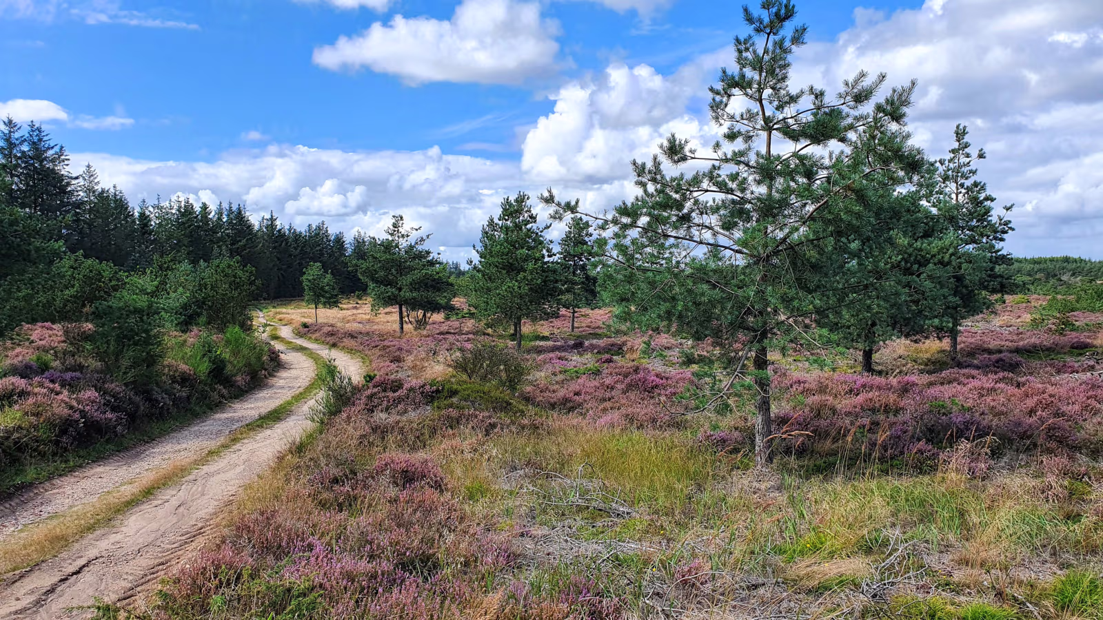 Natur omkring Ansager - her Haltrup Hede mens lyngen blomstrer
