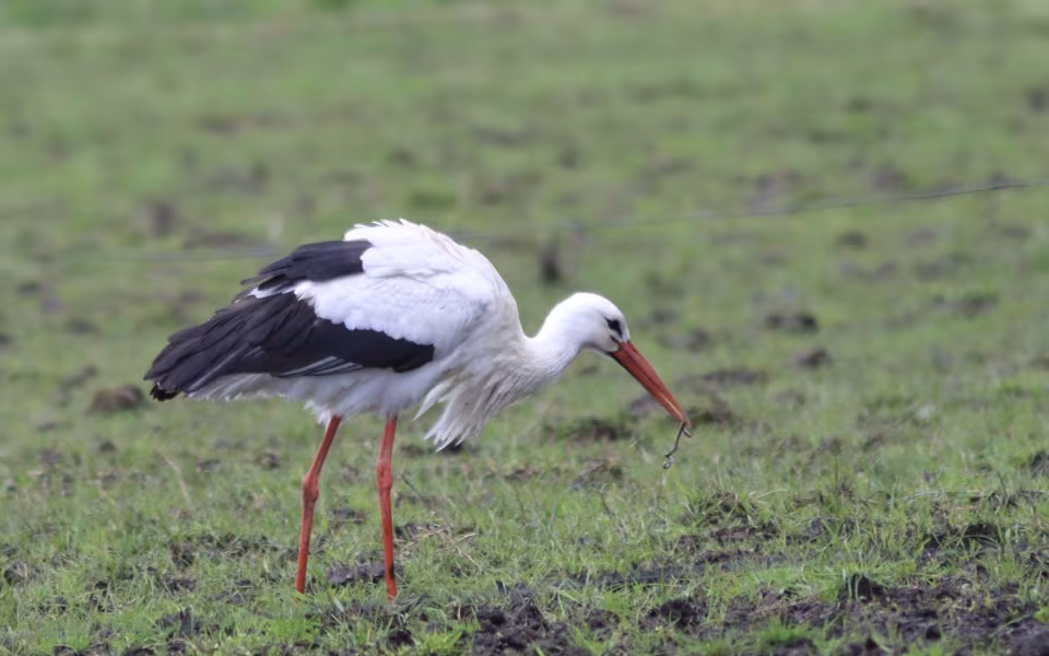 Storken besøger Outrup