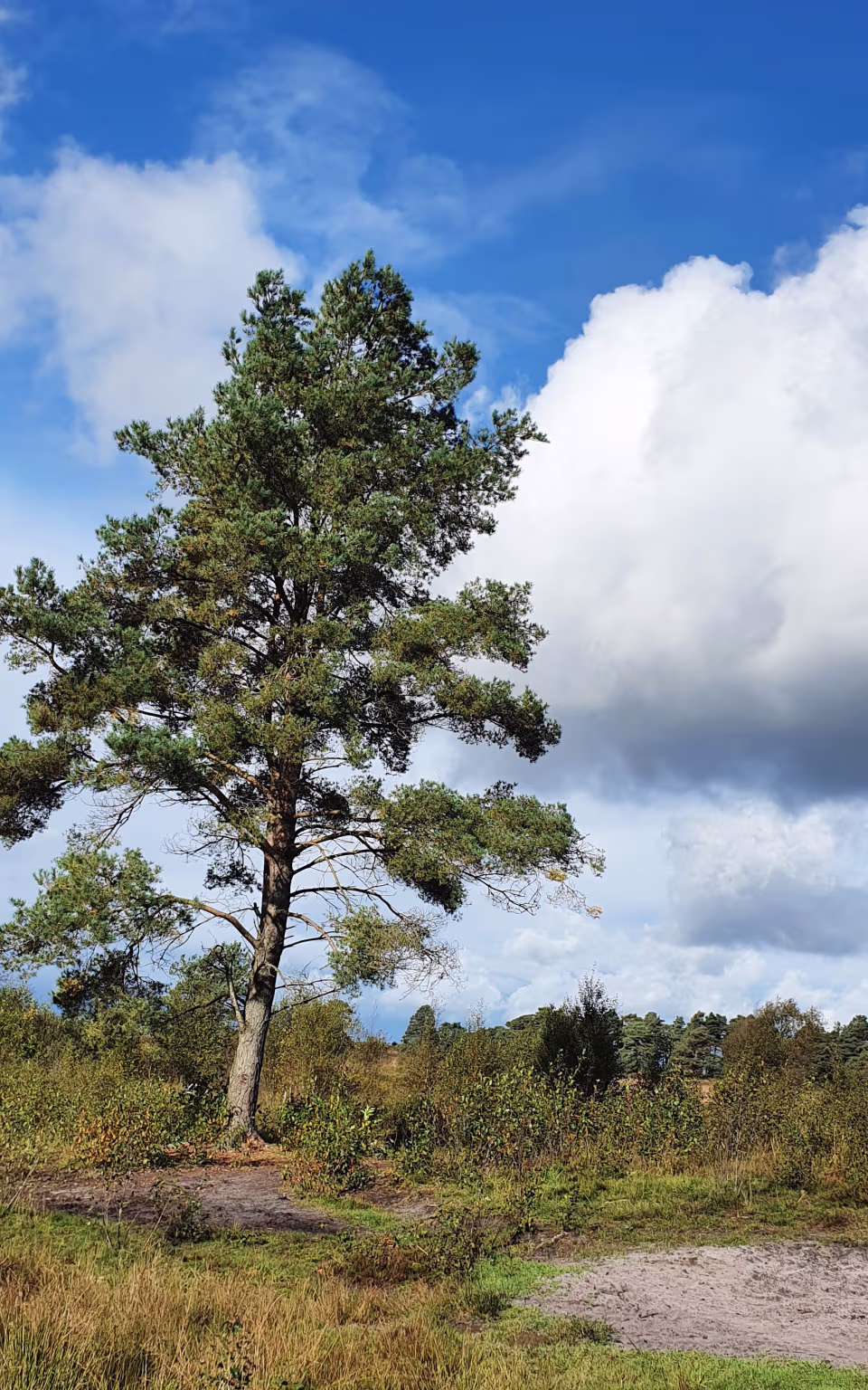 Fyrretræ ved sandet sti på Grene Sande under store skyer