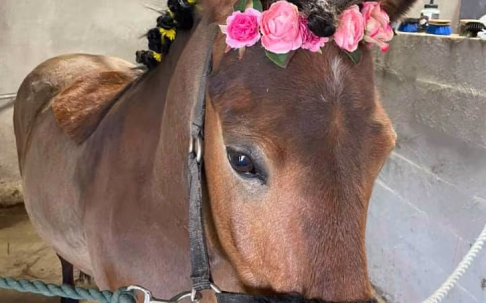 Ponyhygge i Rideklubben Ansager