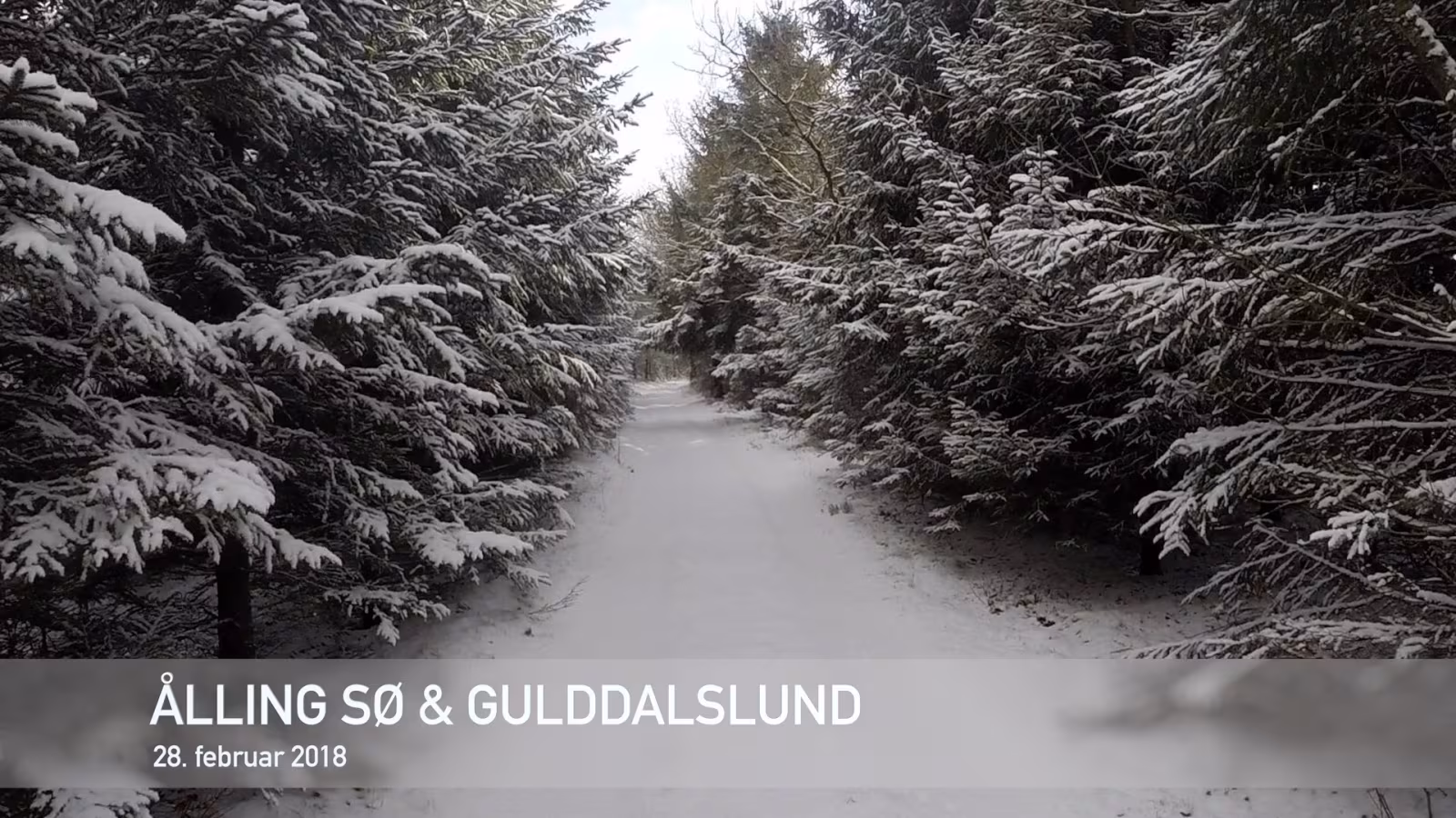 Husk Skovens dag i Gulddalslund Plantage