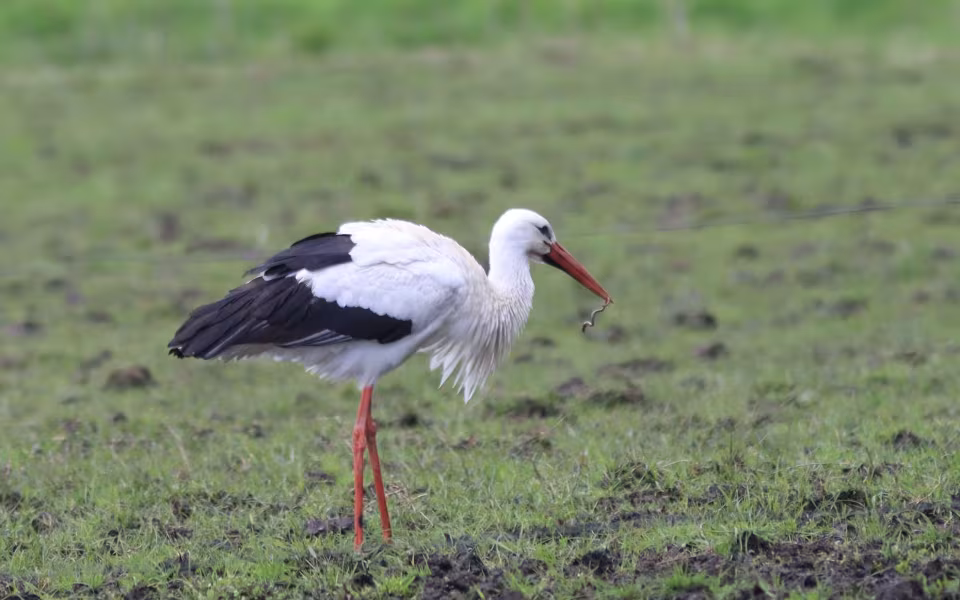 Storken besøger Outrup
