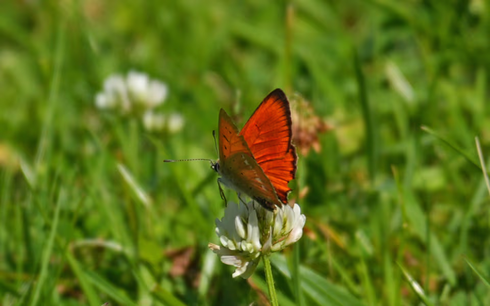 Dukatsommerfugl