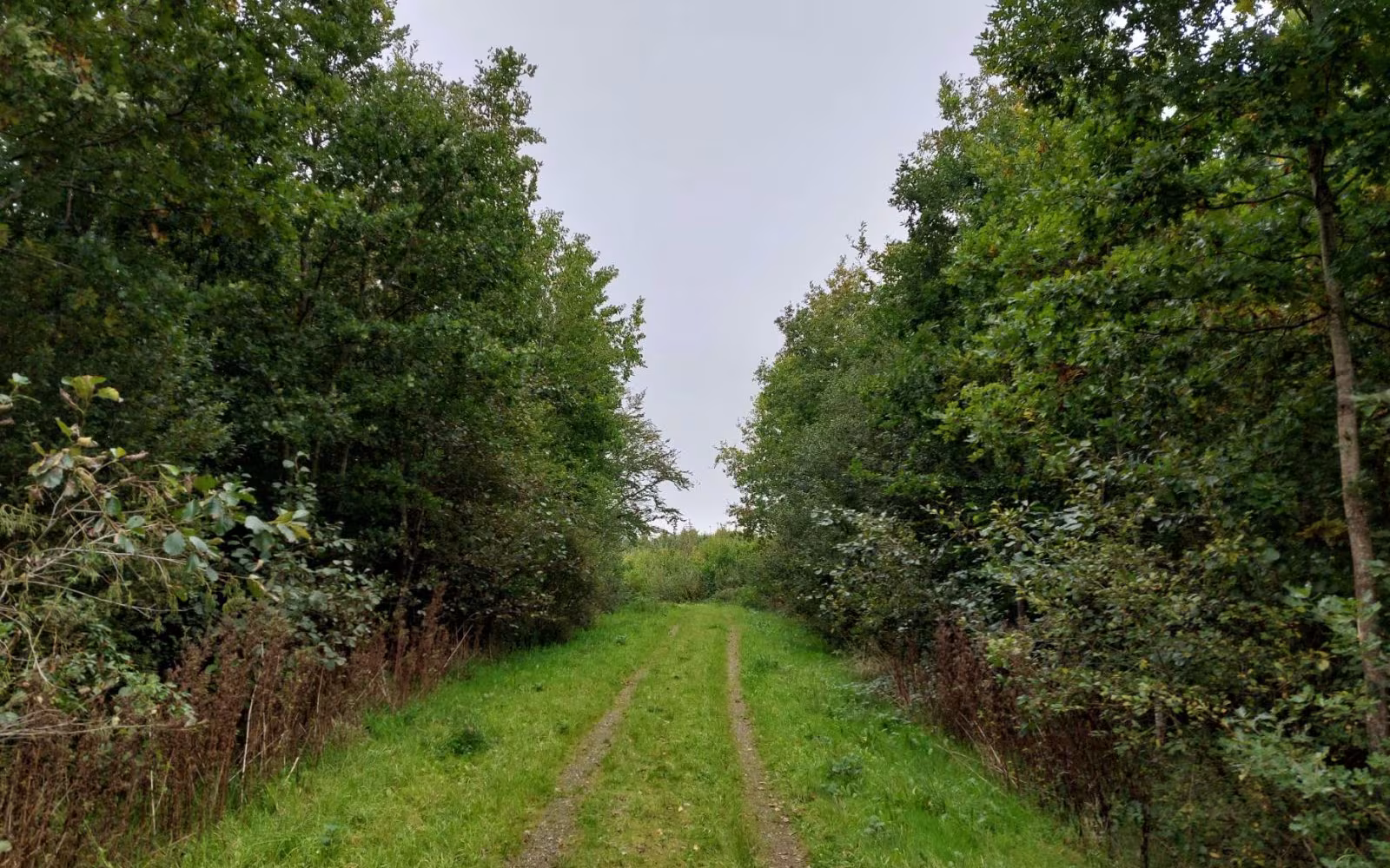 Hoppeshuse Skov