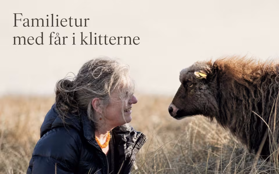 Familietur med får i klitterne