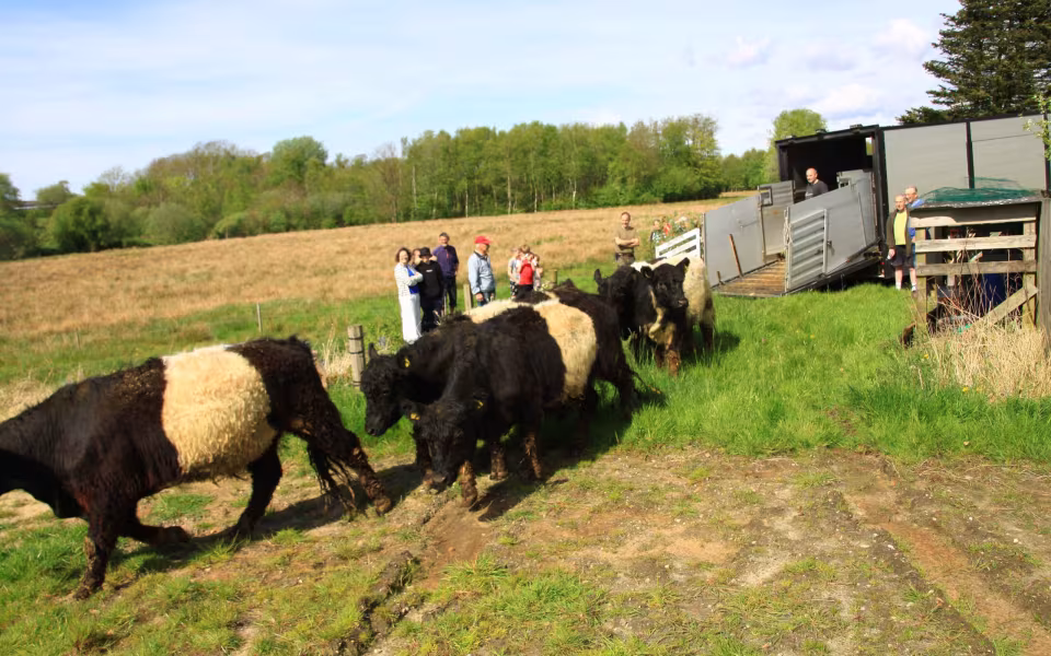 Galloway-studene græsser ved Outrup Anlæg