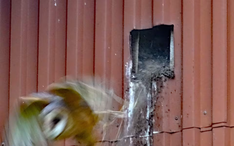 Sløruglepar med unger