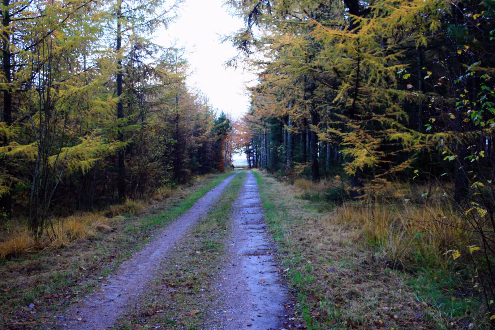 Oplev roen i Orten Plantage