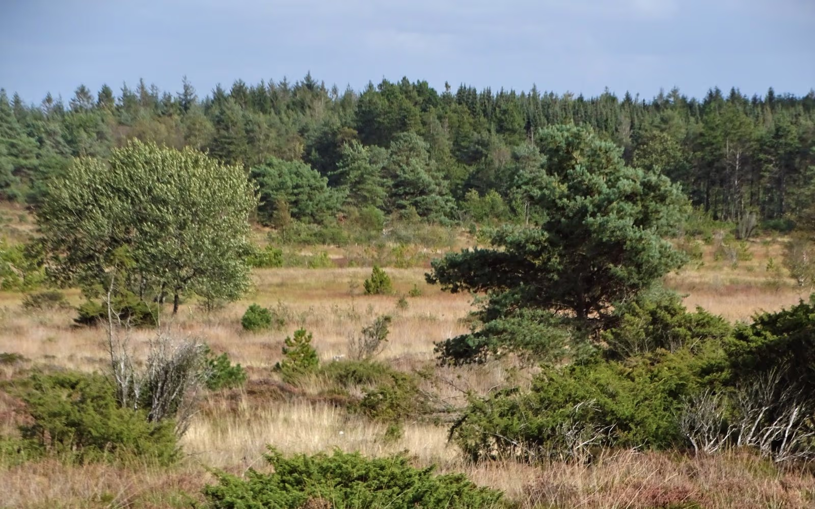 Haltrup Hedde