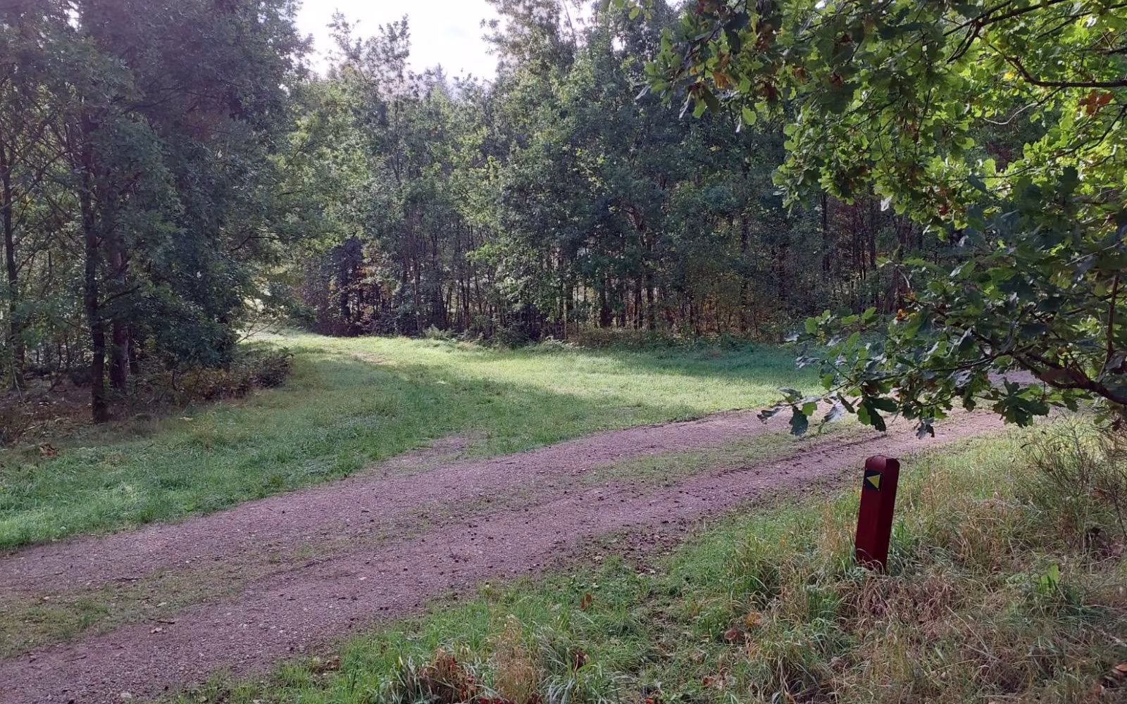 Gul rute i Engelsholm Skov - Vesterskoven