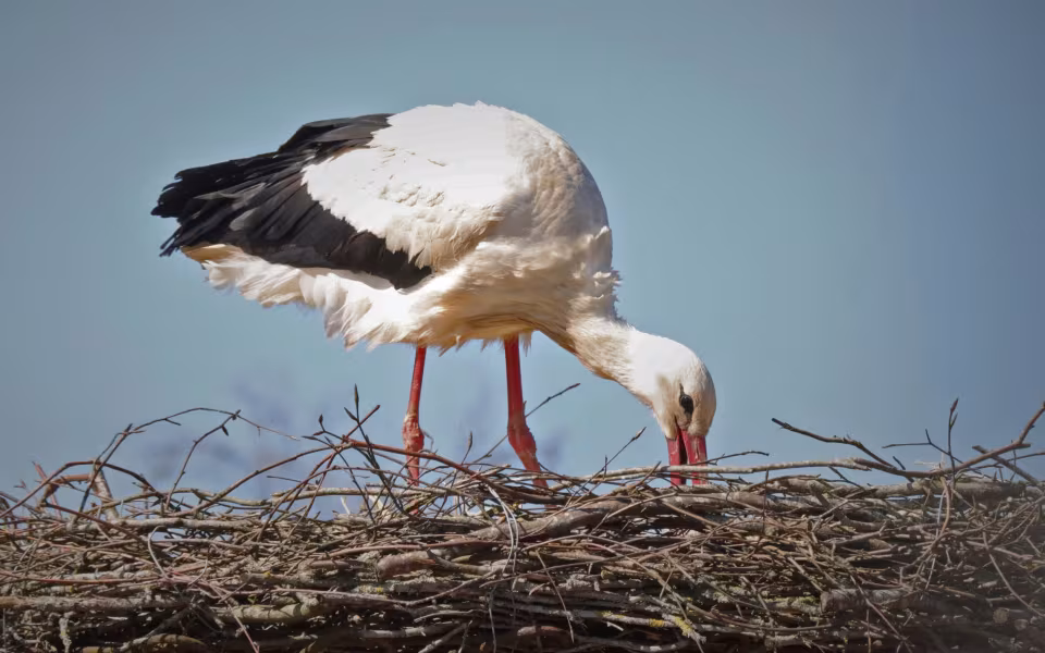 Stork på besøg i Ansager 22. april 2022
