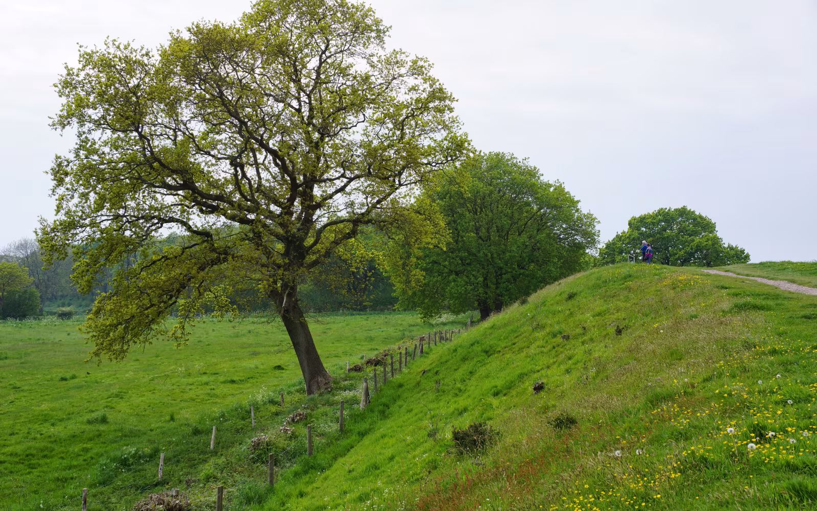 Stort egetræ ved sti på Danevirkes grønne vold med to vandrere