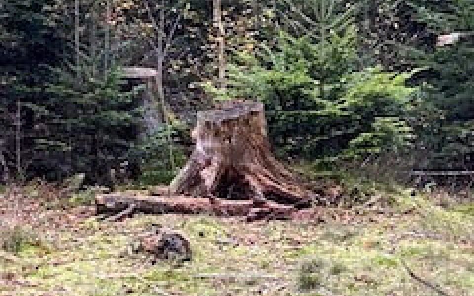 Ølgod Byskovs Venner opfordre til en gåtur i Byskoven, lige nu giver løvfald flotte farver og nye oplevelser.
