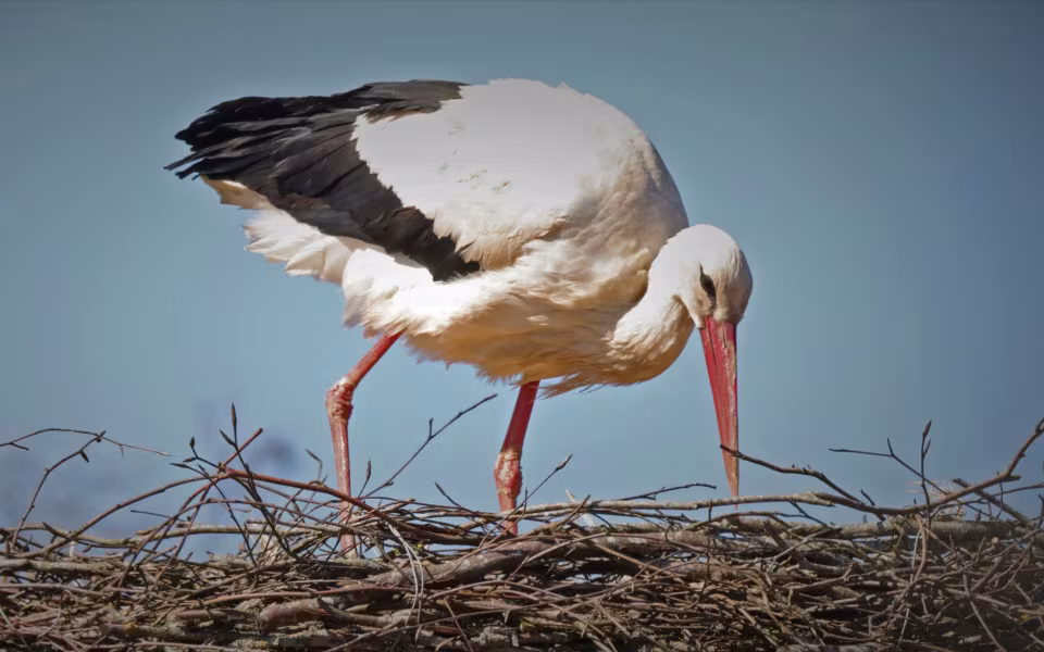Stork på besøg i Ansager 22. april 2022
