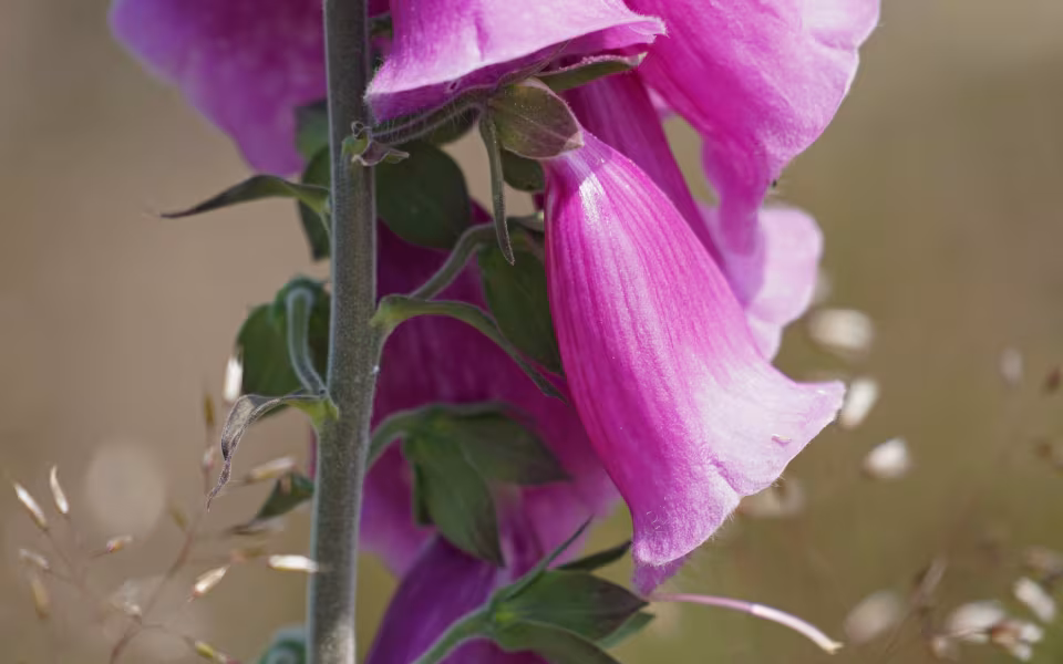 Digitalis står tæt i en rydning i Elbæk Plantage
