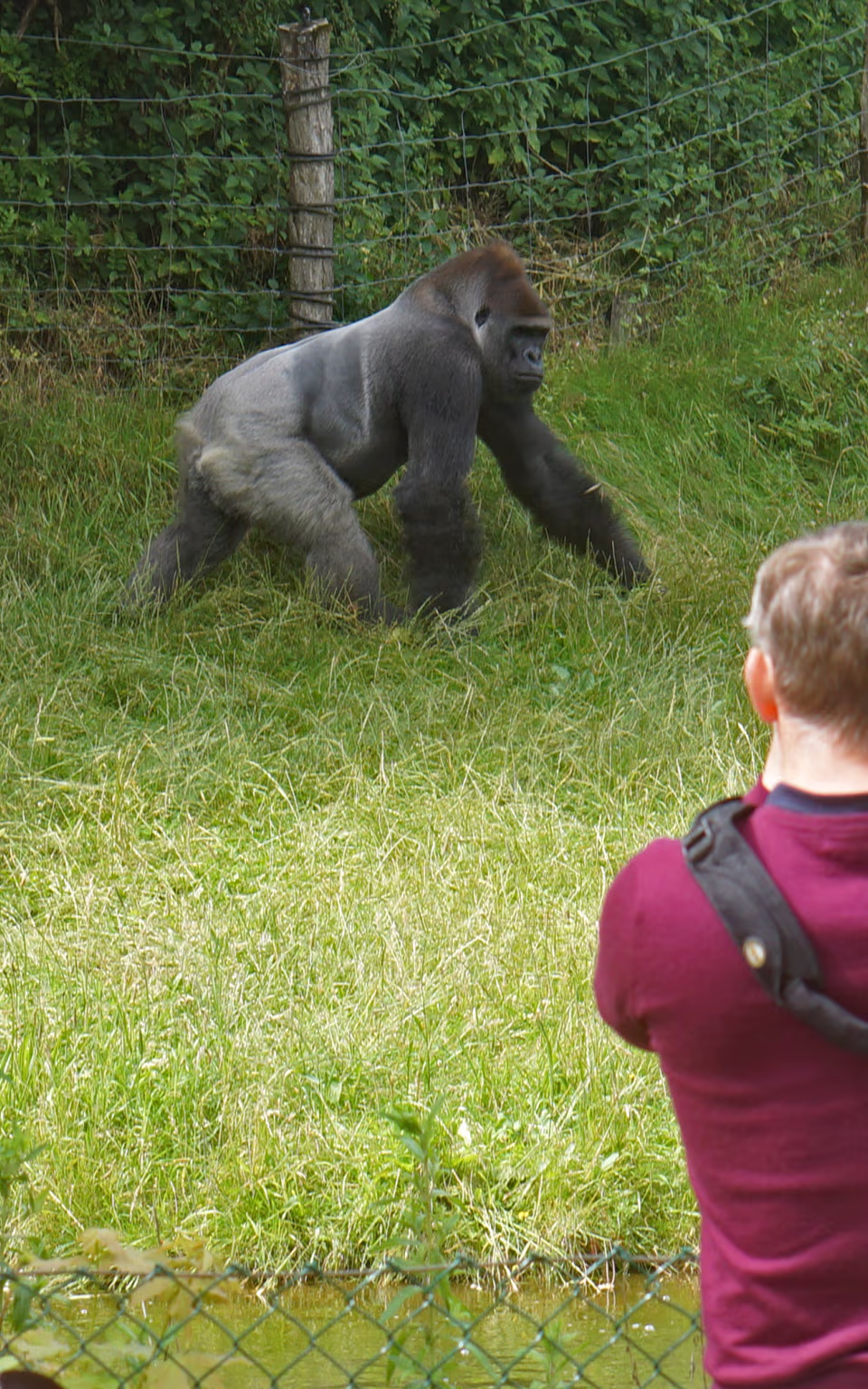 Gorilla i Givskud Zoo betragtes af besøgende foran den grønne indhegning