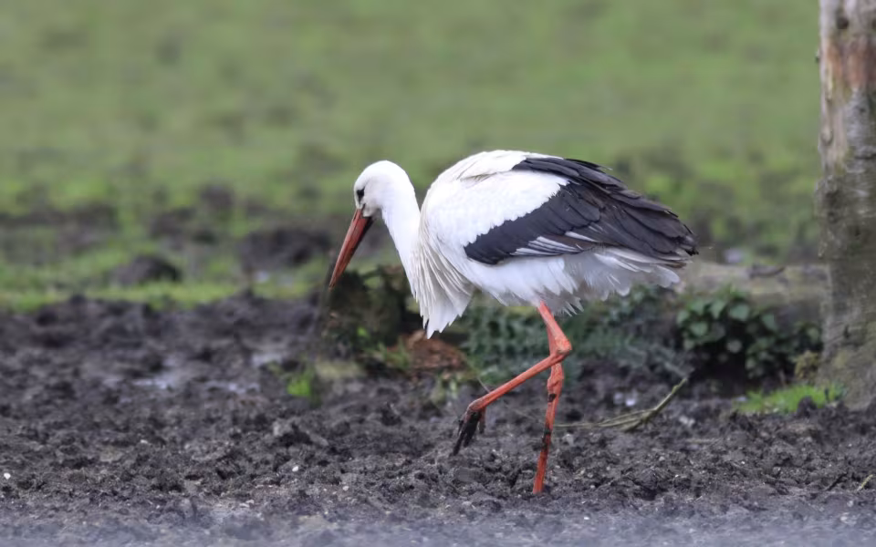 Storken besøger Outrup