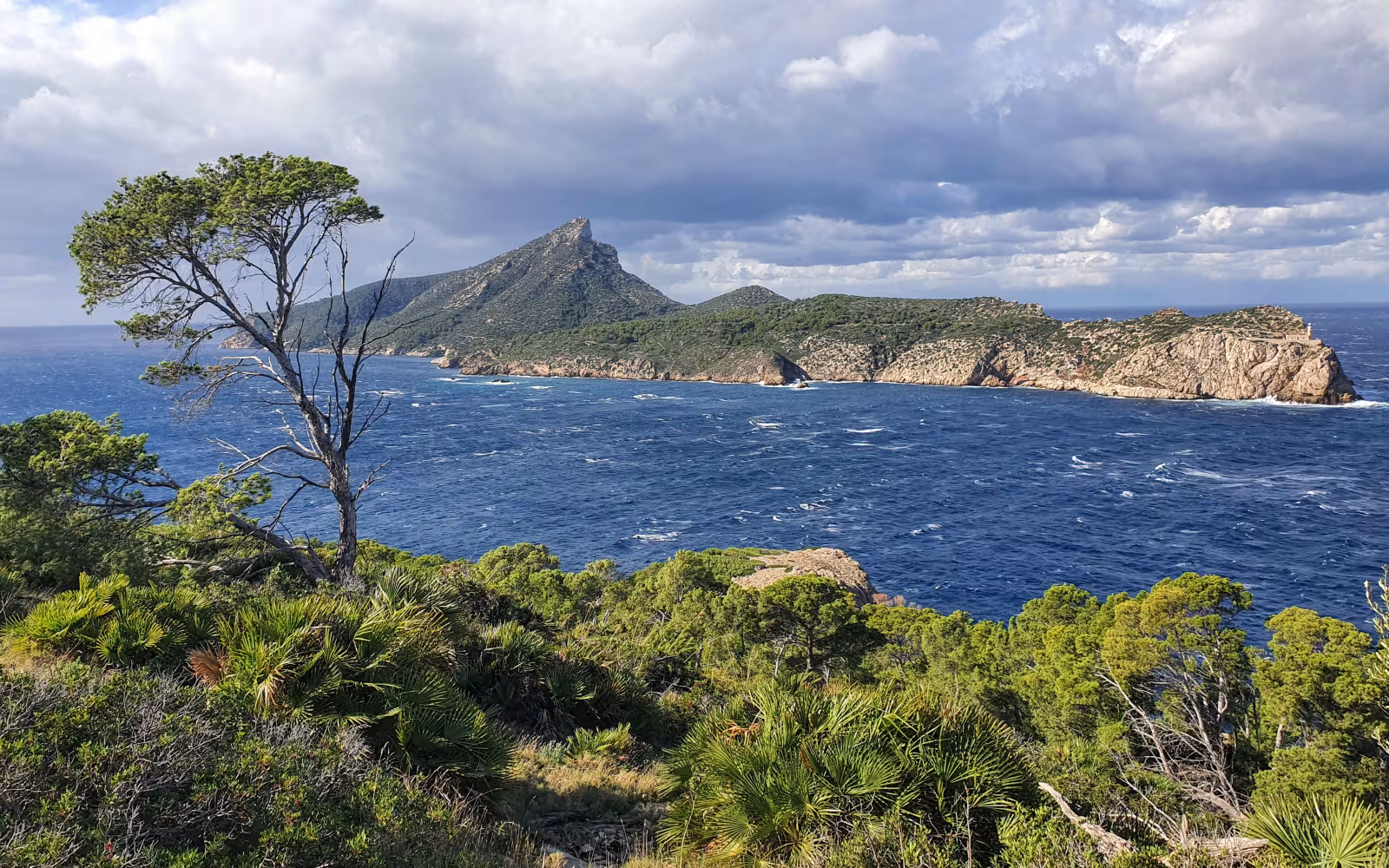 Klippekyst og blåt hav ved Naturpark Sa Dragonera med fyr og forblæst fyrretræ