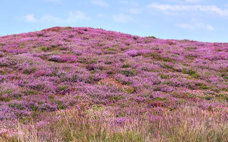 Houstrup, Henne Mølle Å og Lyngbos Hede - 26 km