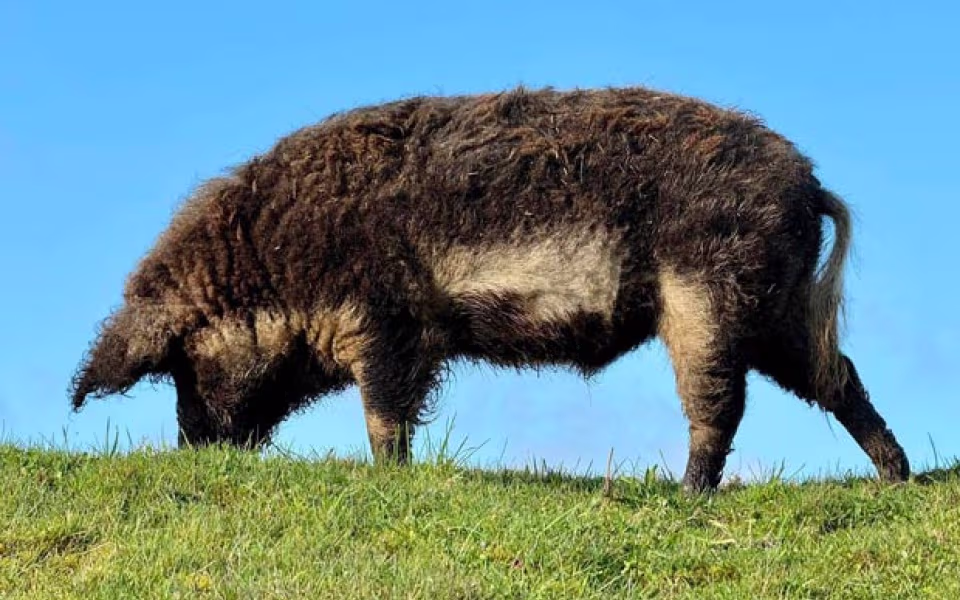 Exmoor ponyer og andre dyr holder græsset nede i mosen.