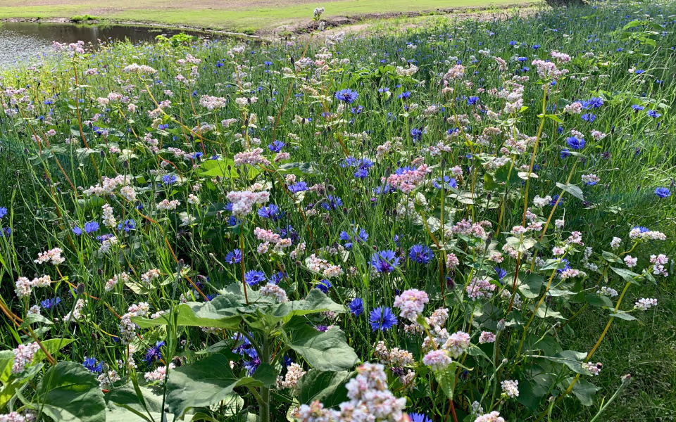 Blomstereng ved Ansager Søpark