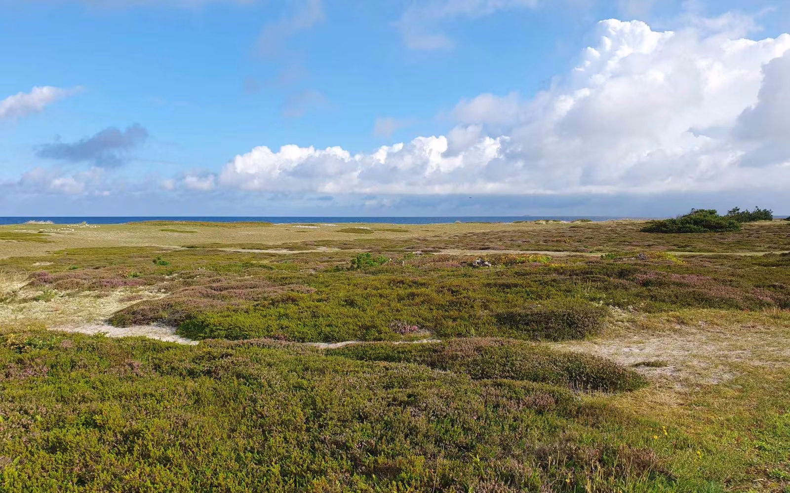 Rørvig Sandflugtsplantage, øst