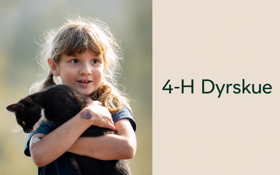 4-H Dyrskue