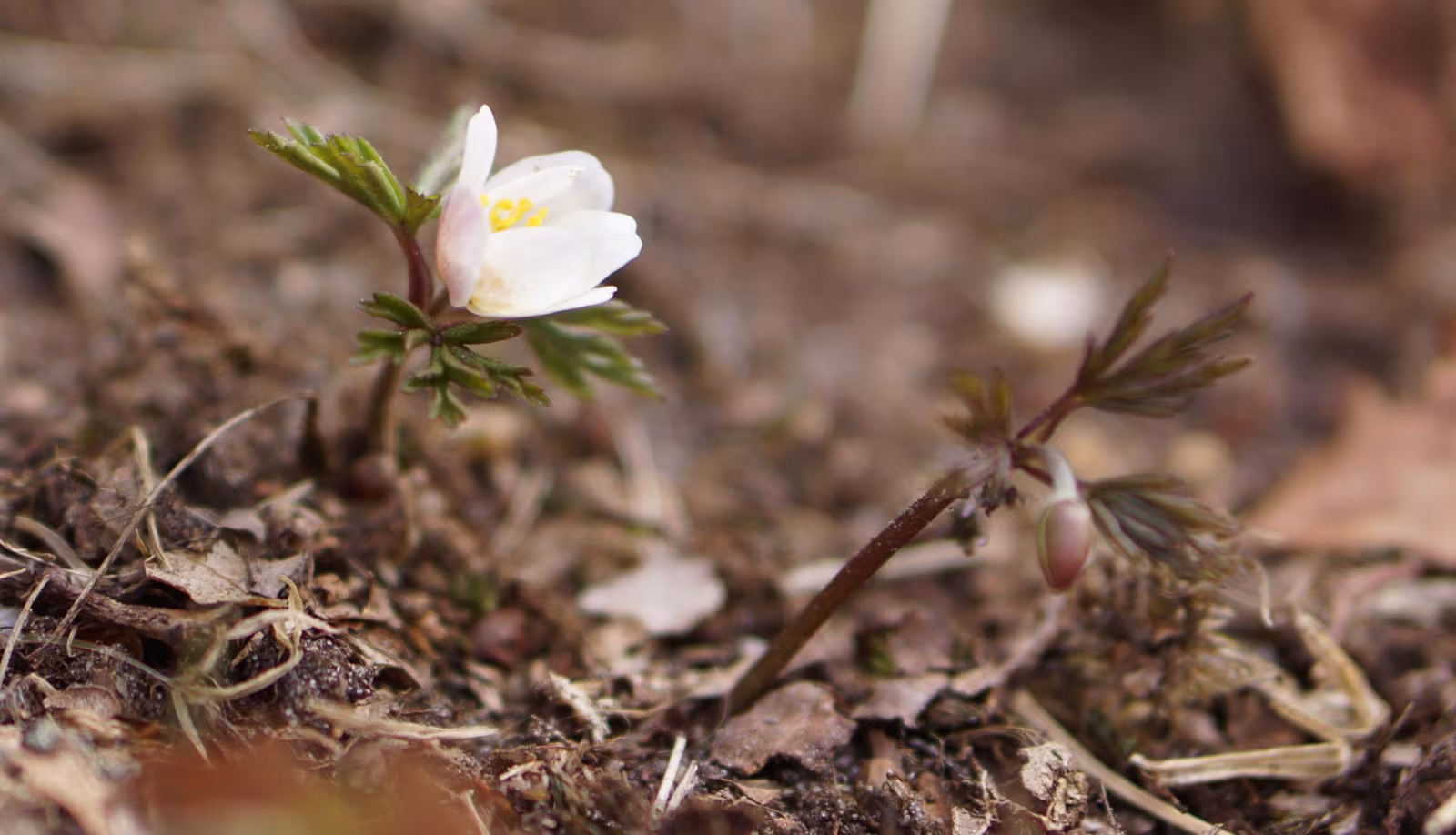 Forårsbebuder - Anemoner i krattet 2013