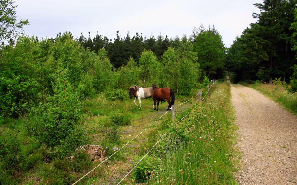 Varde Hjertesti: Længde 4.3 km.