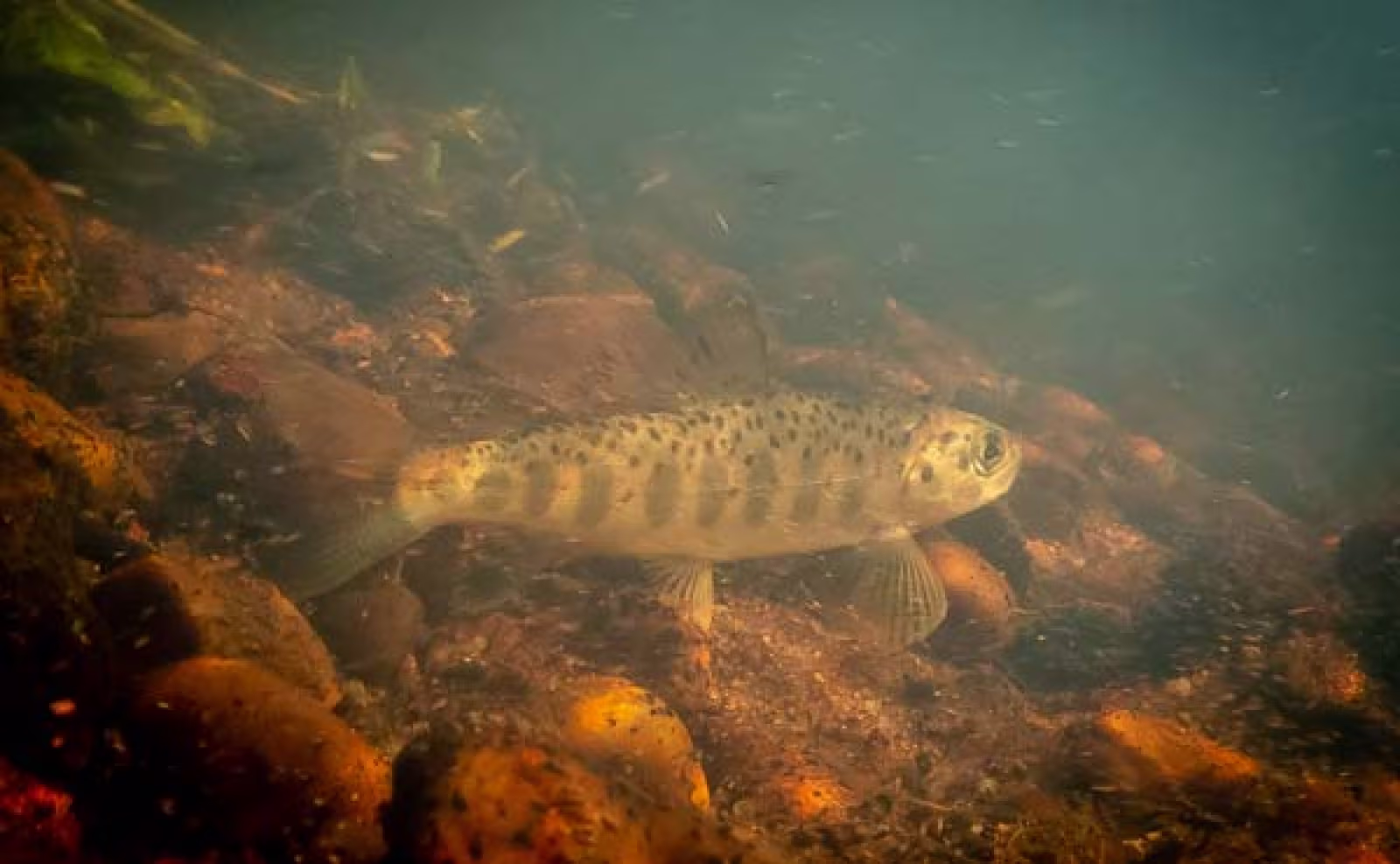 Fra undersøgelsen af fiskebestanden i Ansager Å