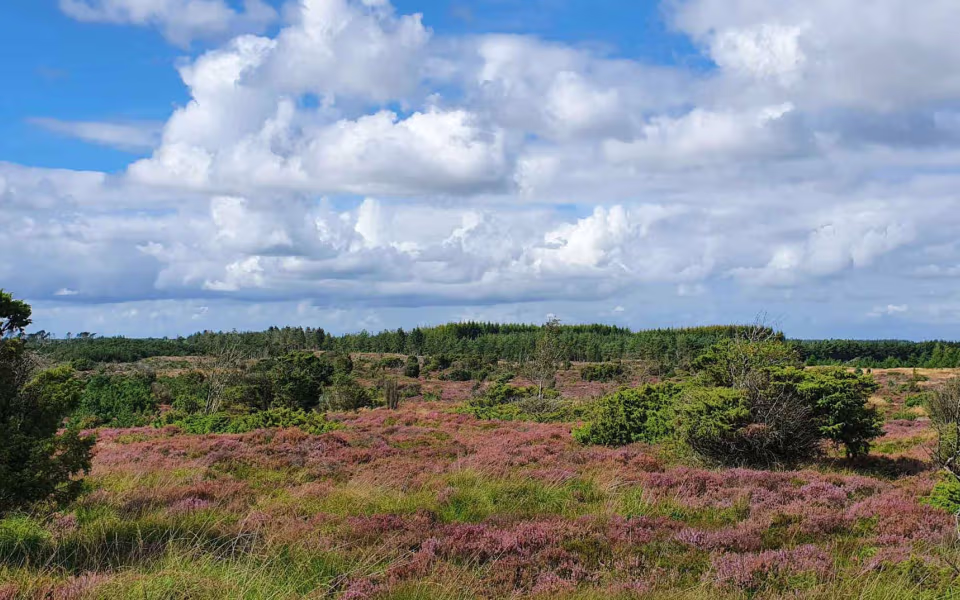 Haltrup hede: Længde 3.2 km