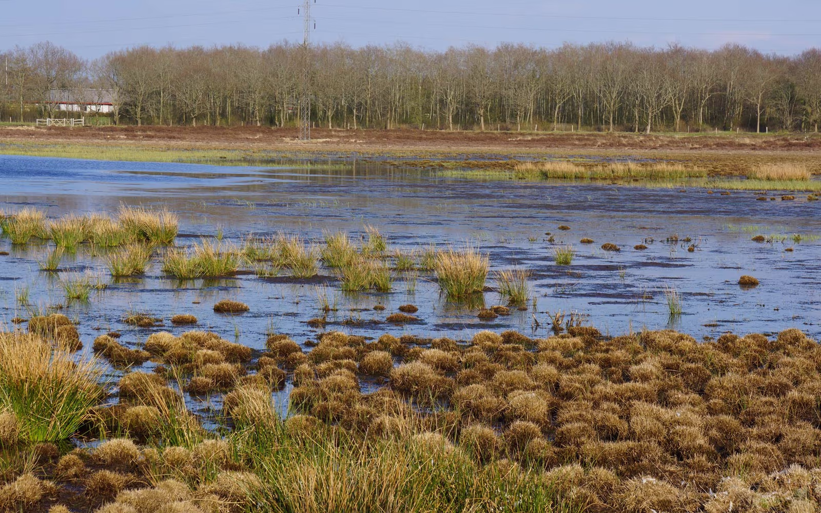 Vådområde ved Lillesø med tuer i vandet og skov i baggrunden
