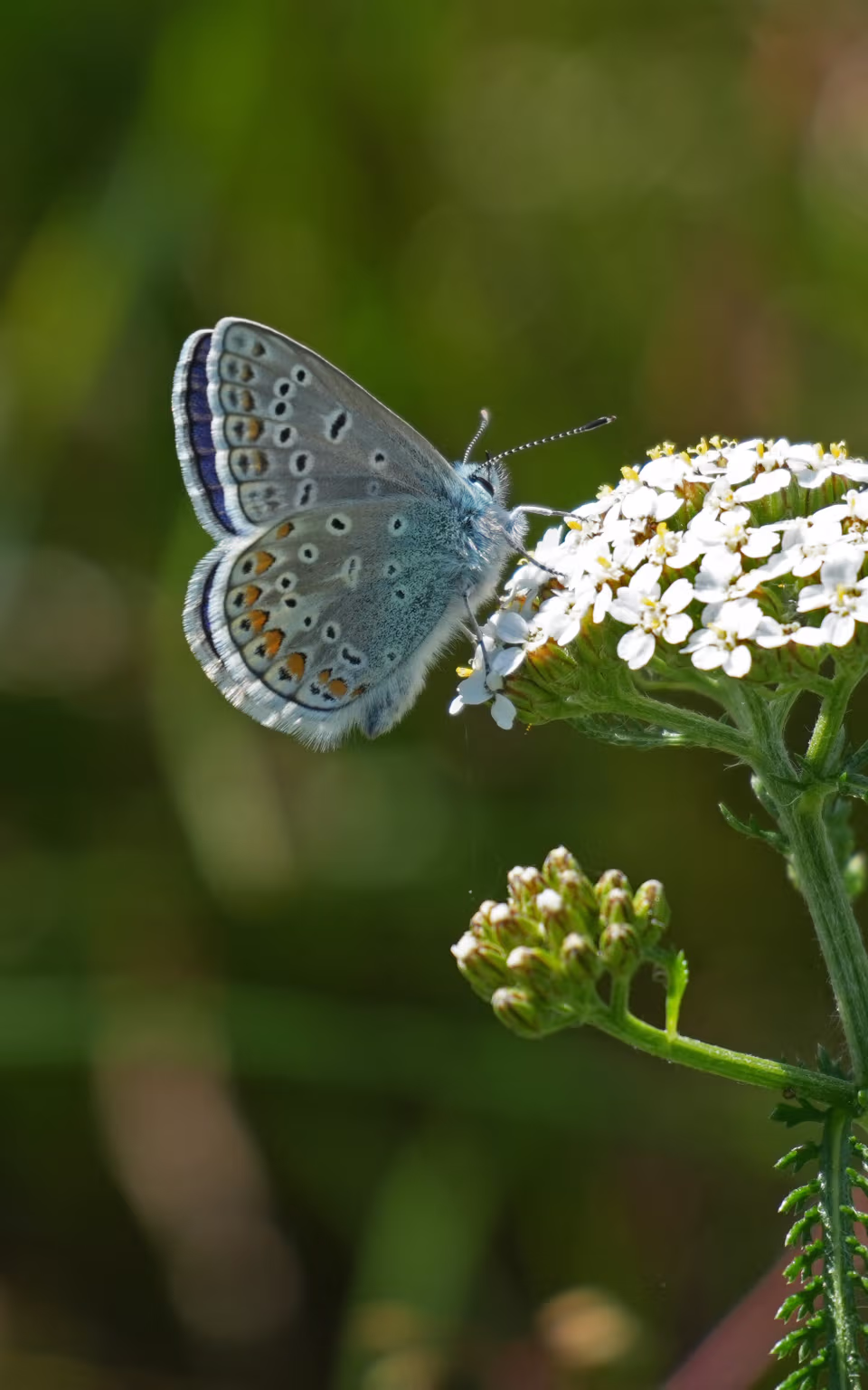 Sommerfugl på hvid blomst ved Nørholm Gods