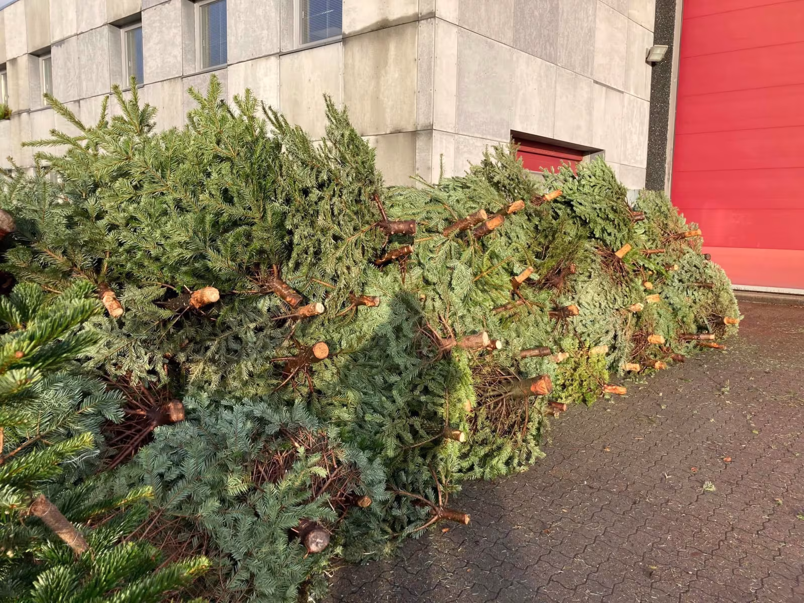 Juletræsindsamling 04.01.25