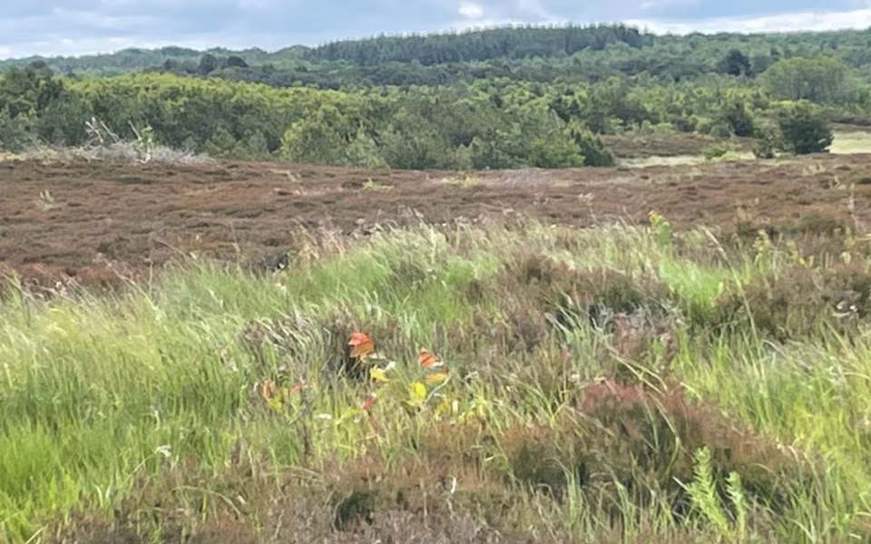 Sønder Heden Plantage - Orange rute