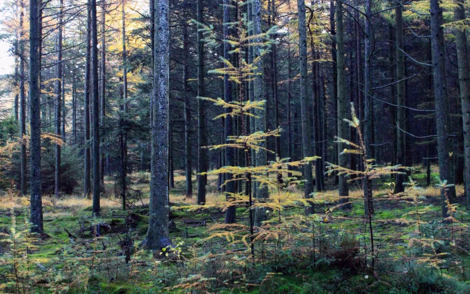 Oplev roen i Orten Plantage