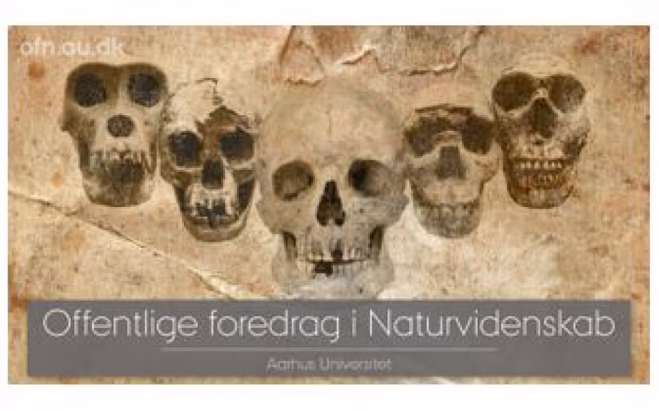 DNA og fossiler udvider vores stamtræ Ved Mikkel Heide Schierup og Felix Riede