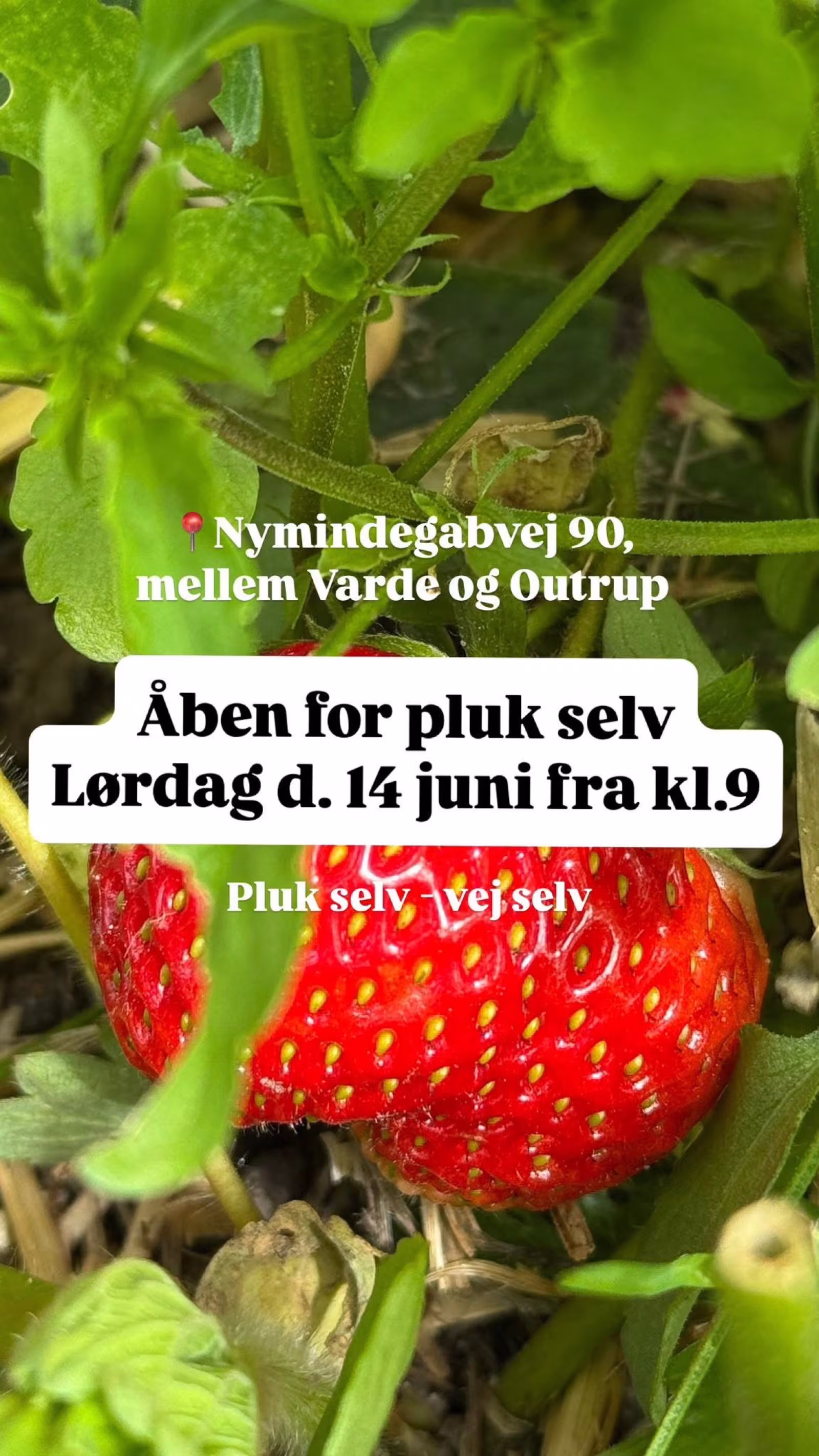 Pluk-selv jordbær starter lørdag