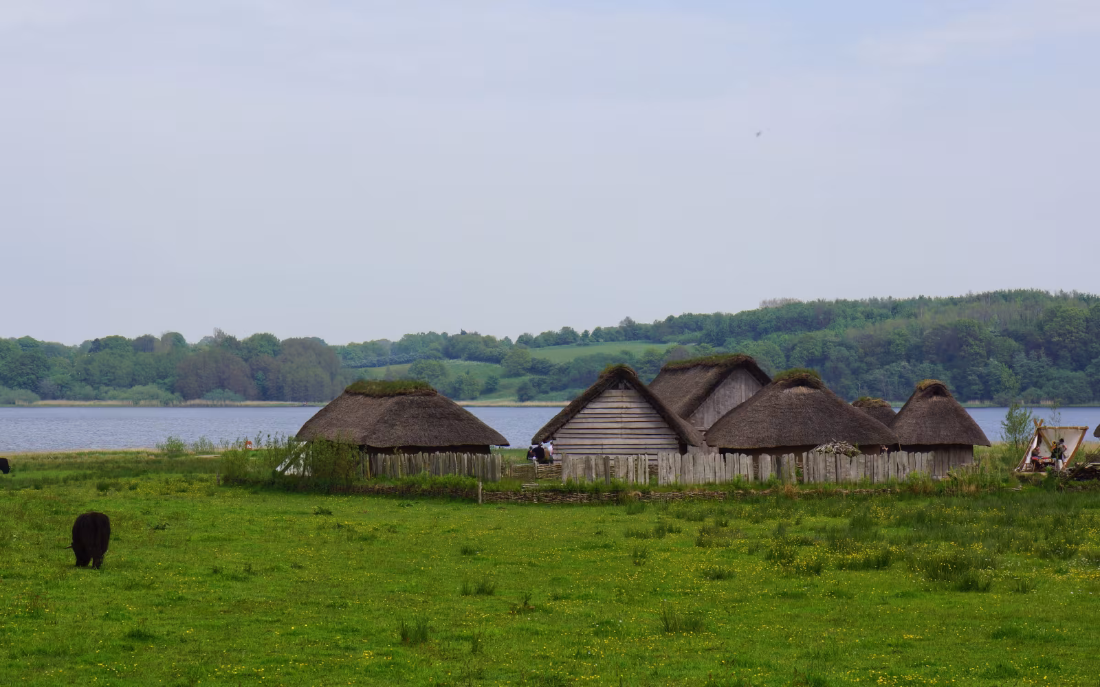 Stråtækte vikingehuse ved Hedeby med fjord, grønne bakker og græssende kvæg