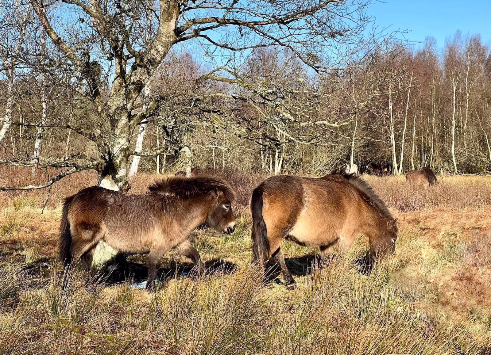 Exmoor ponyer og andre dyr holder græsset nede i mosen.