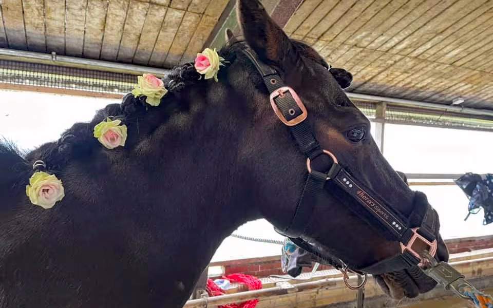 Ponyhygge i Rideklubben Ansager