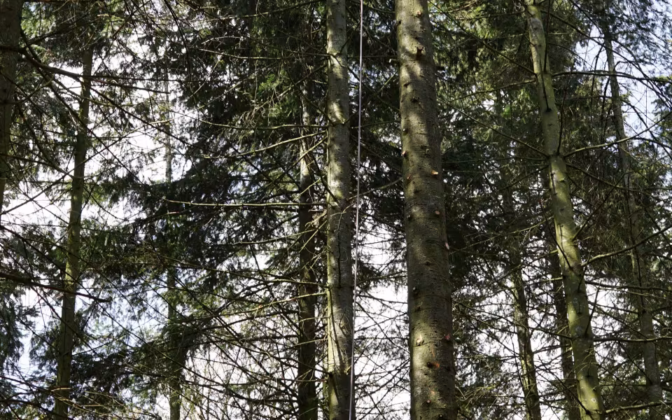 Skovens Dag 2019 i Ansager Kommuneplantage