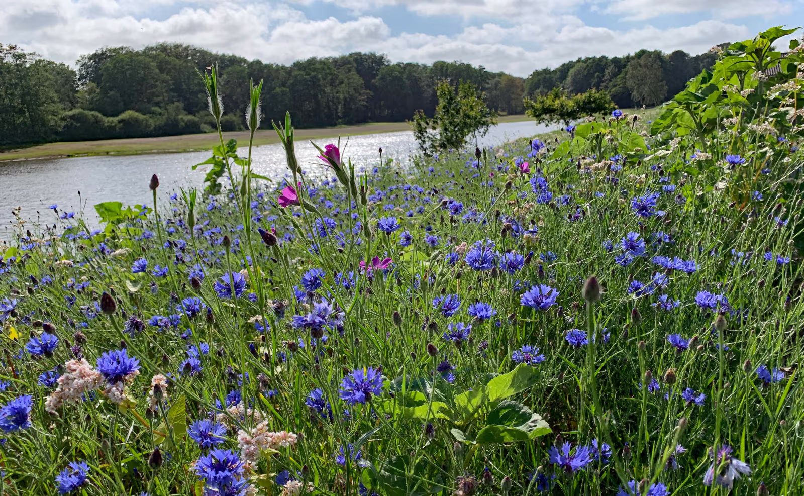 Blomstereng ved Ansager Søpark
